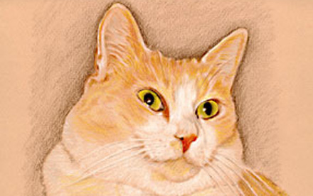 Katzenportrait Farbstiftzeichnung
